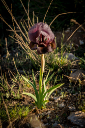Al-Arz;Iris;Iris-Cedreti;Kaleidos;Kaleidos-images;Lebanon;Middle-East;Near-East;Proche-Orient;Tarek-Charara;Flowers;Endemic;Endangered-species;Endemic-species;Critically-endangered;Critically-endangered-species